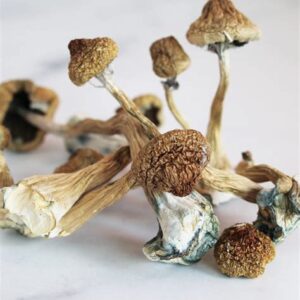 Psilocybe Azurescens Magic Mushroom