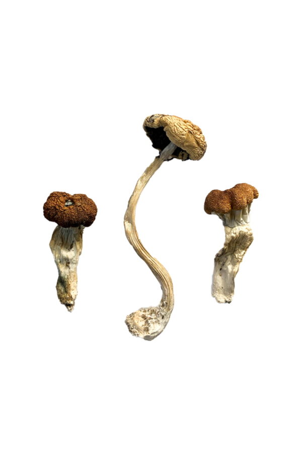 Malaysian Magic Mushrooms