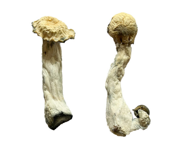 Trinity Magic Mushrooms